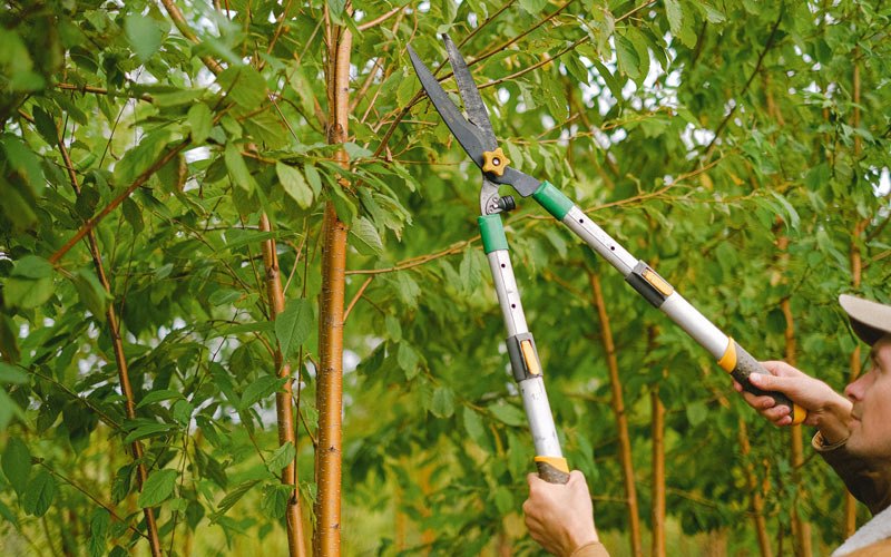 Tree trimming in Harrellsville, NC