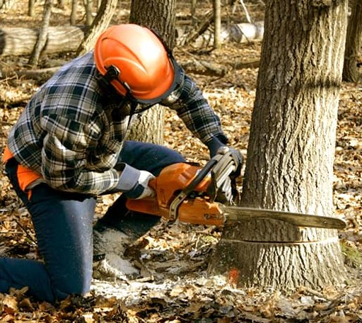 Tree Removal in Harrellsville, NC